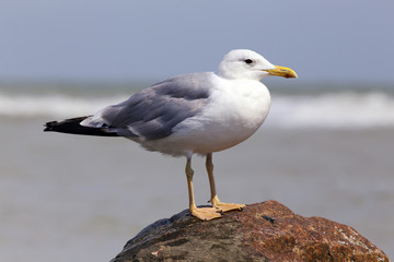 White seagull on the rocky sea beach