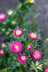 Selective focus on the pink wild flowers with blurred background