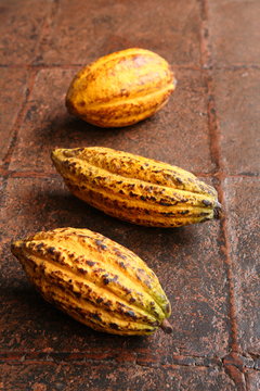 Cacao in Guatemala