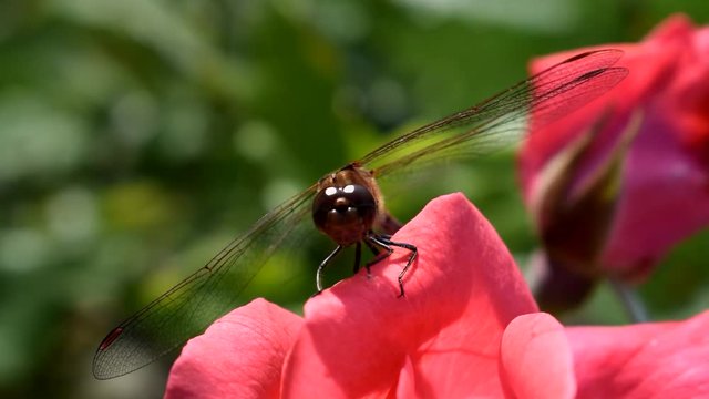 Video Libelle auf einer Rosenbl&uuml;te
