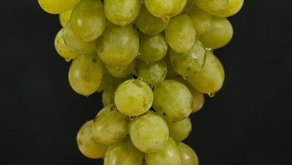 Green grapes hanging with drops of water