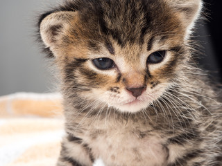 Little baby kitten over soft towel in vet cabbinet