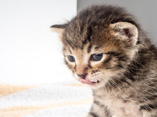 Plakat Little baby kitten over soft towel in vet cabbinet