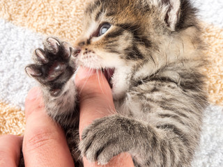 Little baby kitten over soft towel in vet cabbinet