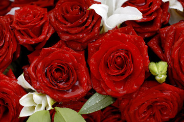 Red Roses