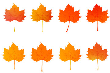 Naklejka na ściany i meble colored autumn maple leaves set vector drawing