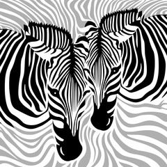 Zebra Couple background. Black, gray and white, vector illustration. Animal skin print texture.