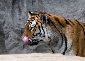 Naklejka premium Tiger zeigt Zunge