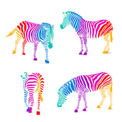 Set of colorful zebra.  Wild animal texture striped. Vector illustration. isolated on white background.