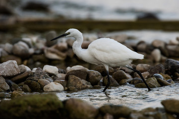 Little Egret, Heron, Egretta Garzetta