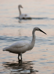 Little Egret, Heron, Egretta Garzetta