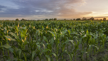Fototapeta Zachód słońca nad polem kukurydzy obraz