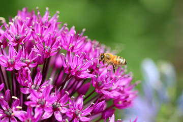 Honey bee on allium flower