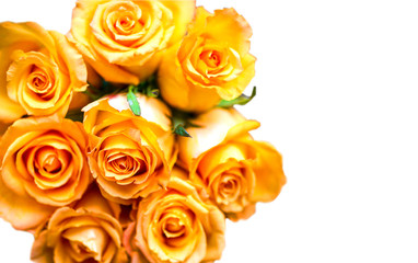 Orange color of roses isolated on white background, top view