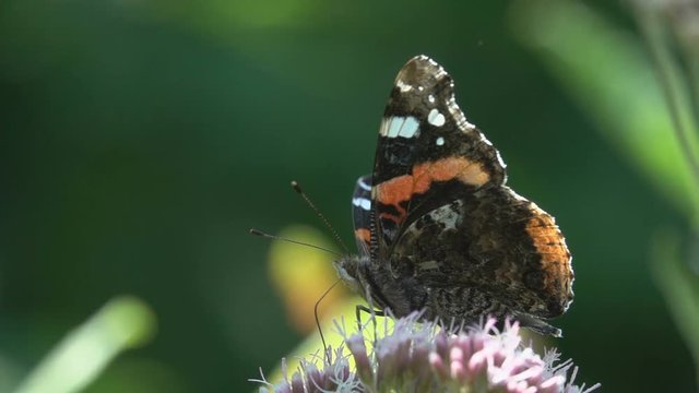 Beautiful butterfly trunk pollinator