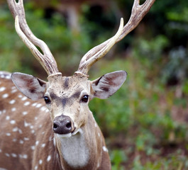 Spotted deer at Bannerghatta Biological Park, Bengaluru.