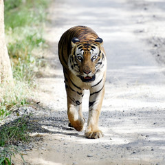 Tiger at Bannerghatta Biological Park, Bengaluru