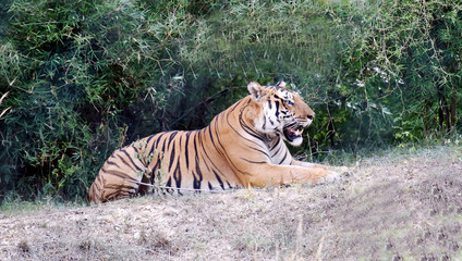Fototapeta na wymiar Tiger at Bannerghatta Biological Park, 