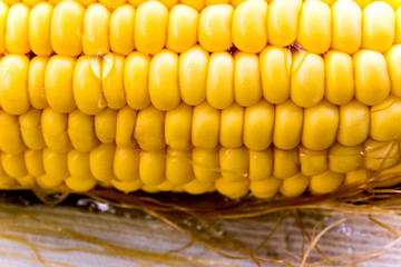 Texture of raw corn cob sweet maize
