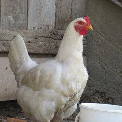 poulette