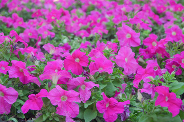 Obraz premium Pink flowers of petunia as a background