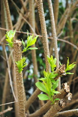 Triebe nach Verjüngungsschnitt