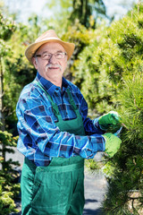 Senior gardener cutting a tree in a garden.