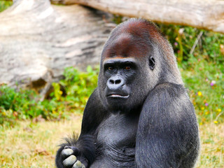 Obraz premium Gorille