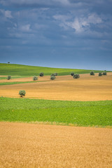 Fototapeta na wymiar Nature Prairie and Landscape, with Green grass and Small trees located in Alentejo, Portugal