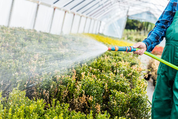 Gardener watering plants using a hose in a greenhouse.