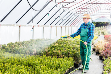 Senior gardener watering plants in a greenhouse.