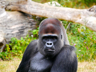 Gorille