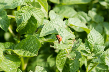 The red colorado beetle's larvae feeding on the potato leaf