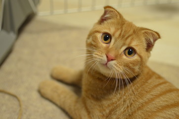 猫　茶虎　スコティッシュフォールド
