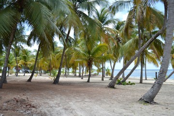 Cocotiers sur la plage