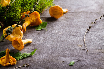 Background of Chanterelle (yellow mushroom) and fern leaf with copy space.