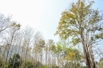 Deciduous trees, Tree branches on blue sky background