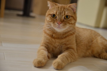 猫　茶虎　スコティッシュフォールド