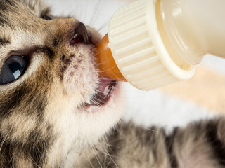 Little baby kitten suck pacifier in vet cabbinet
