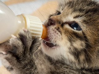 Little baby kitten suck pacifier in vet cabbinet