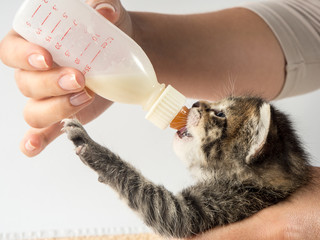 Little baby kitten suck pacifier in vet cabbinet