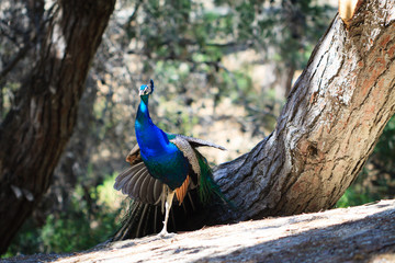 Obraz premium Peacock in natural forest environment.