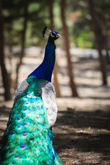 Obraz premium Peacock in natural forest environment.