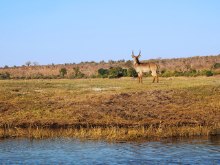 Naklejka premium Cob à croissant / Waterbuck en Afrique