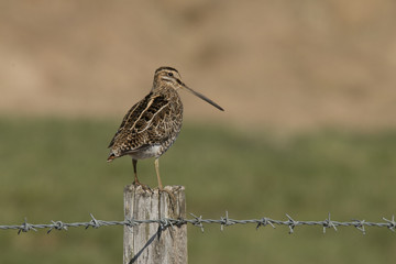 Snipe