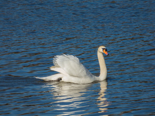 Swan floating on water surface