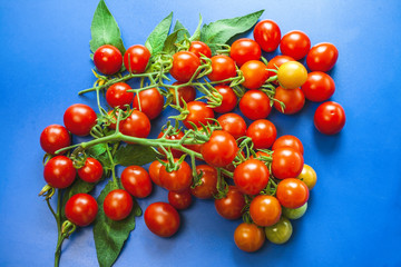Cherry tomatoes. Tomato leaves. blue background