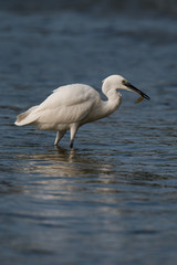 Little Egret, Heron, Egretta Garzetta
