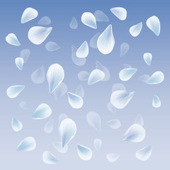 Petals Roses Flowers. White Sakura flying petals isolated on Blue gradient transparent background. Vector