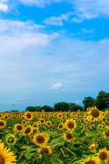 sunflower